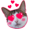 Heart eyes Tiny Kat